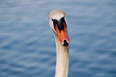 Close-up of swan swimming in lake