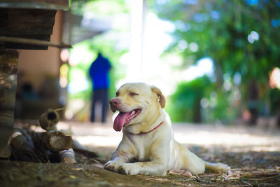 Dog looking away while sitting outdoors