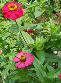 Close-up of pink flower on plant