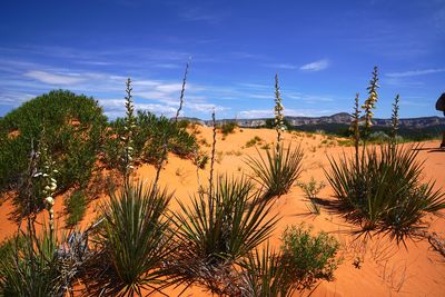 Plants growing on land against sky