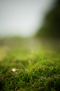 Close-up of plant growing on field