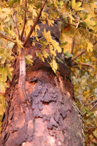 Close-up of maple leaves on tree trunk