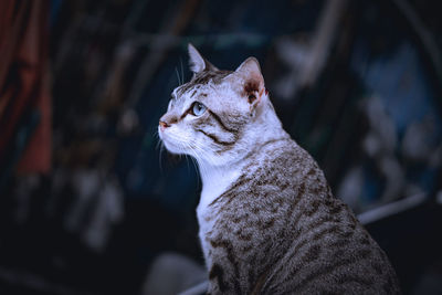 Close-up of cat looking away