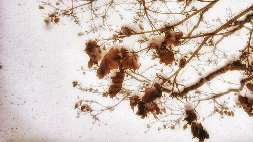 Close-up of snow on tree during winter