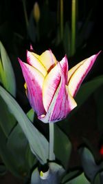 Close-up of pink flower blooming outdoors