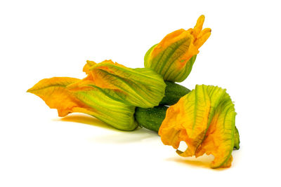 Close-up of yellow leaf on white background