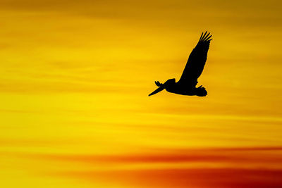 Silhouette bird flying against orange sky