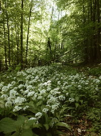 Scenic view of flowering trees in forest