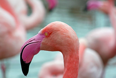 Close-up of flamingo bird head