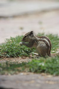 Close-up of squirrel