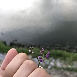 Close-up of hand on pink flowering plant