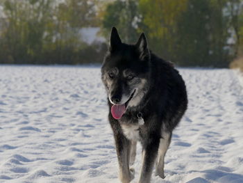 View of husky walking through snow