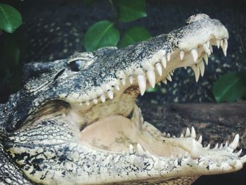 Close-up of crocodile