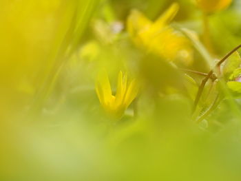 Close-up of yellow flowering plant