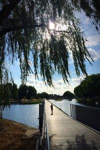 Trees at seaside