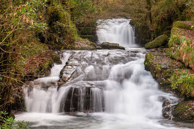 Scenic view of waterfall in forest