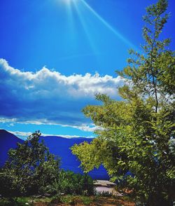 Low angle view of trees against blue sky