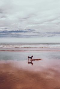 Dog standing at beach against cloudy sky