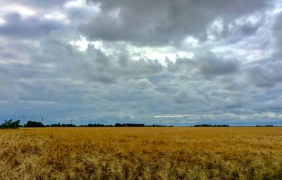 Scenic view of agricultural field against sky