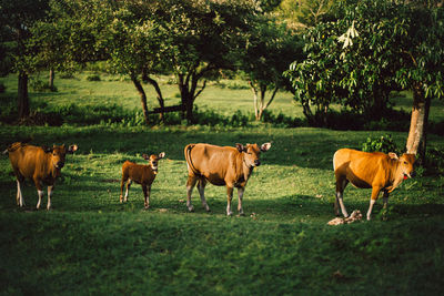 Cows graze on green field