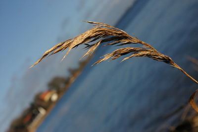 Close-up of stalks against blue sky
