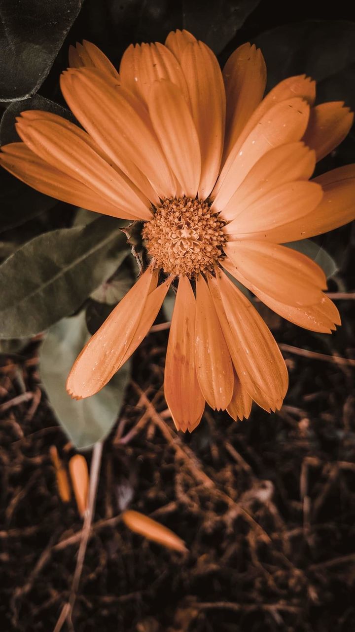 CLOSE-UP OF ORANGE FLOWER