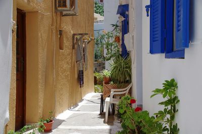 Potted plants on alley amidst buildings