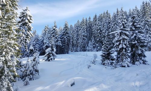 Snow covered trees against sky