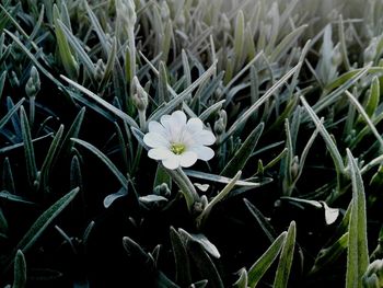Close-up of white flowers blooming in park