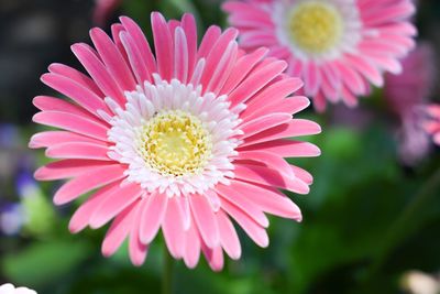 Close-up of pink daisy