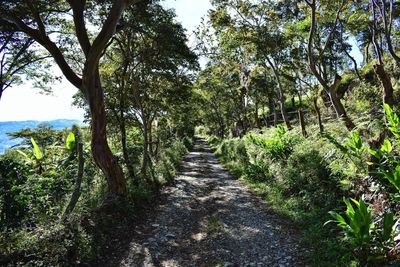 Trees in forest