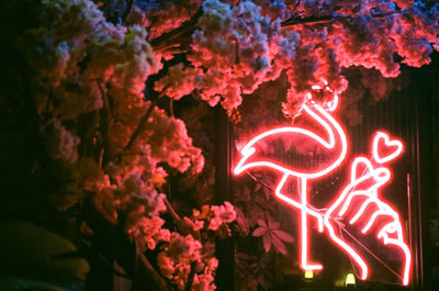 Low angle view of illuminated flowering plant at night