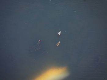 High angle view of birds swimming in lake