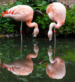 Reflection of flamingos in calm lake