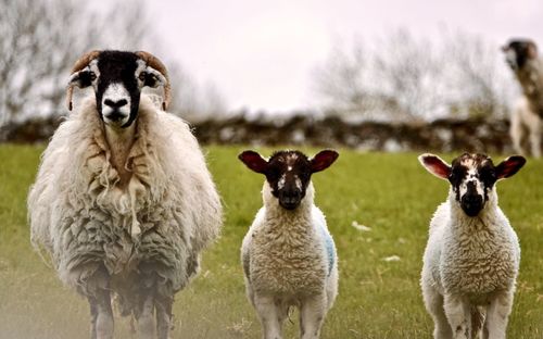 Portrait of sheep standing in a field