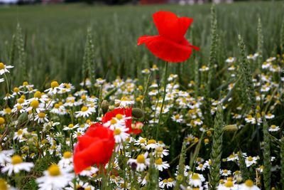 Close-up of red poppy flowers growing on field