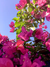 Low angle view of fresh pink flowers against sky