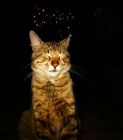 Close-up of cat sitting at night