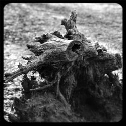 Close up of tree trunk