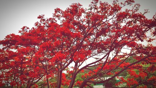 Low angle view of tree in autumn