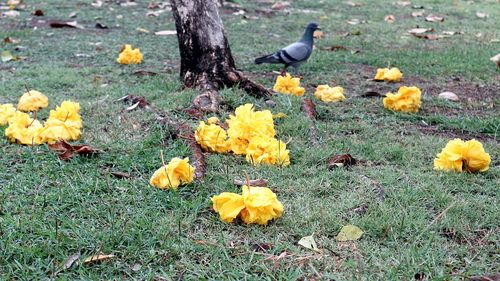 Close-up of birds on field