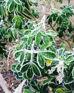 Close-up of plant