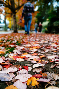 Autumn leaves fallen on street