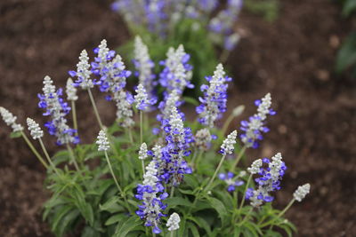 Close-up of purple flowers blooming in garden