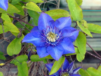 Close-up of purple flower