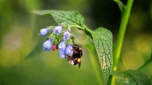 Close-up of bee pollinating on flower