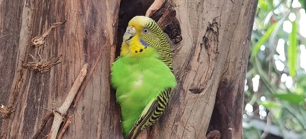 Close-up of parrot on tree trunk