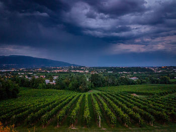 Scenic view of vineyard against cloudy sky