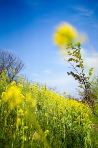 Scenic view of oilseed rape field against sky