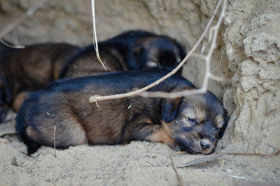 View of a dog sleeping